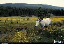 Tags: horse, sequim (Pict. in National Geographic Photo Of The Day 2001-2009)