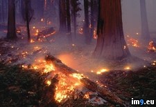 Tags: fire, forest, sequoia (Pict. in National Geographic Photo Of The Day 2001-2009)