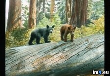 Tags: americanus, bears, fallen, giant, national, park, sequoia, tree, ursus (Pict. in Branson DeCou Stock Images)