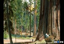 Tags: boys, cabins, forest, giant, lodge, national, park, sequoia, tree, trunk (Pict. in Branson DeCou Stock Images)