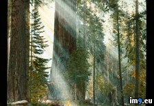 Tags: giganteum, national, park, rays, sequoia, sequoiadendron, sequoias, sun (Pict. in Branson DeCou Stock Images)