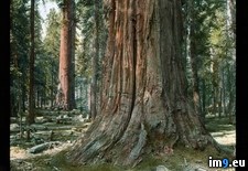 Tags: giganteum, grove, national, park, sequoia, sequoiadendron, tree (Pict. in Branson DeCou Stock Images)
