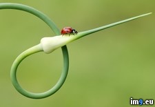 Tags: garlic, ladybird, plant, spot (Pict. in Beautiful photos and wallpapers)