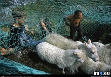 Tags: sheeps, ship (Pict. in National Geographic Photo Of The Day 2001-2009)