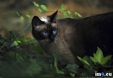 Tags: 1366x768, cat, siamese, wallpaper (Pict. in Cats and Kitten Wallpapers 1366x768)
