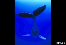 Tags: humpback, singing (Pict. in National Geographic Photo Of The Day 2001-2009)