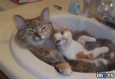 Tags: funny, kittens, meme, sink (Pict. in Funny pics and meme mix)
