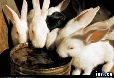 Tags: rabbits, sipping (Pict. in National Geographic Photo Of The Day 2001-2009)