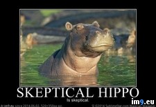 Tags: funny, hippo, skeptical (Pict. in Rehost)