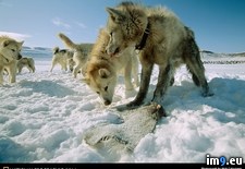 Tags: puppies, sled (Pict. in National Geographic Photo Of The Day 2001-2009)