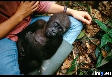 Tags: gorilla, lowland, sleeping (Pict. in National Geographic Photo Of The Day 2001-2009)