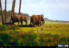 Tags: elephants, forest, small (Pict. in National Geographic Photo Of The Day 2001-2009)