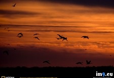 Tags: geese, snow (Pict. in National Geographic Photo Of The Day 2001-2009)