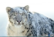 Tags: leopard, snow, wallpaper, white, wide (Pict. in Unique HD Wallpapers)
