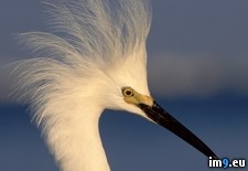 Tags: egret, florida, snowy (Pict. in Beautiful photos and wallpapers)