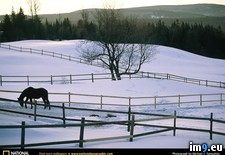 Tags: paddock, snowy (Pict. in National Geographic Photo Of The Day 2001-2009)
