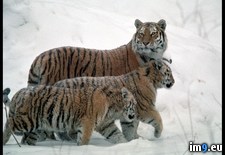 Tags: siberian, snowy, tigers (Pict. in National Geographic Photo Of The Day 2001-2009)