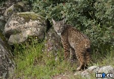 Tags: andalusia, andujar, lynx, natural, park, sierra, spain, spanish (Pict. in Beautiful photos and wallpapers)