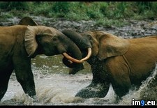 Tags: elephants, sparring (Pict. in National Geographic Photo Of The Day 2001-2009)