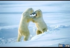 Tags: bears, polar, sparring (Pict. in National Geographic Photo Of The Day 2001-2009)