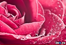 Tags: rose, special, wallpaper, wide (Pict. in Unique HD Wallpapers)