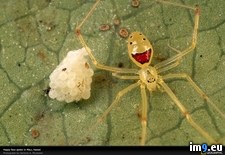 Tags: eggs, guarding, spider (Pict. in National Geographic Photo Of The Day 2001-2009)