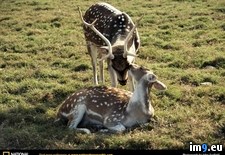 Tags: deer, spotted (Pict. in National Geographic Photo Of The Day 2001-2009)