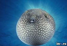 Tags: pufferfish, spotted (Pict. in Beautiful photos and wallpapers)