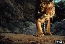 Tags: stalking, tiger (Pict. in National Geographic Photo Of The Day 2001-2009)