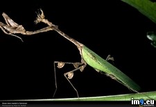 Tags: cameroon, mantid, stick (Pict. in National Geographic Photo Of The Day 2001-2009)