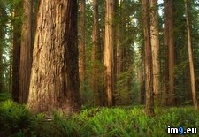 Tags: california, grove, jedediah, park, redwoods, smith, state, stout (Pict. in Beautiful photos and wallpapers)