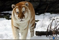 Tags: snow, strange, tiger, wallpaper, wide (Pict. in Unique HD Wallpapers)