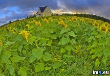 Tags: cape, edward, field, island, prince, sunflower, turner (Pict. in Beautiful photos and wallpapers)