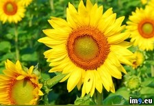 Tags: person, sunflower (Pict. in 1920x1200 wallpapers HD)