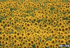 Tags: austria, burgenland, sunflowers (Pict. in Beautiful photos and wallpapers)