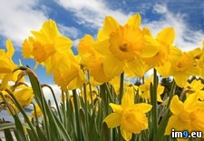 Tags: daffodils, sunny (Pict. in Beautiful photos and wallpapers)