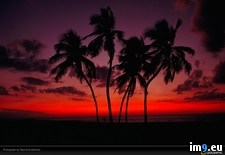 Tags: gehman, palm, sunset, trees (Pict. in National Geographic Photo Of The Day 2001-2009)