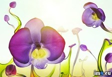 Tags: flowers, liquid, surreal (Pict. in Beautiful photos and wallpapers)