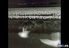 Tags: alight, swans (Pict. in National Geographic Photo Of The Day 2001-2009)