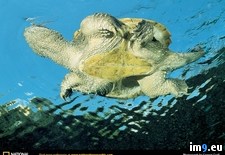 Tags: snapper, swimming (Pict. in National Geographic Photo Of The Day 2001-2009)