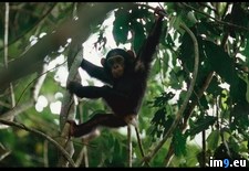 Tags: chimp, swinging (Pict. in National Geographic Photo Of The Day 2001-2009)