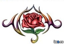 Tags: design, tattoo (Pict. in Rose Tattoos)