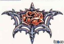 Tags: design, gtc, rose, tattoo, web (Pict. in Rose Tattoos)
