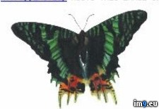 Tags: bug, design, tattoo (Pict. in Butterfly Tattoos)