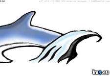 Tags: design, dolphin, tattoo (Pict. in Fish Tattoos)