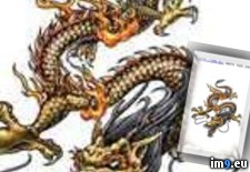 Tags: design, dragon, flame, giant, gold, tattoo (Pict. in Dragon Tattoos)