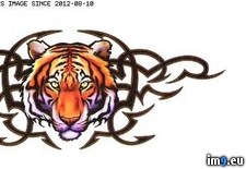 Tags: design, gitr1, tattoo (Pict. in Tiger Tattoos)