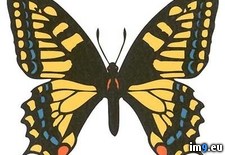 Tags: butterfly, design, large, tattoo, yellow (Pict. in Butterfly Tattoos)