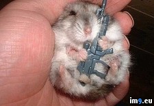 Tags: funny, hamster, meme, terrorist (Pict. in Funny pics and meme mix)