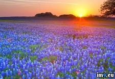 Tags: bluebonnets, country, hill, texas (Pict. in Beautiful photos and wallpapers)